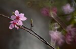 DSC_1257.jpg a