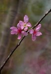 DSC_1266.jpg a