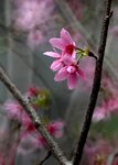 DSC_1273.jpg a