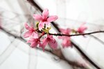 DSC_1274.jpg a