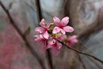 DSC_1277.jpg a