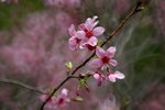DSC_1284.jpg a