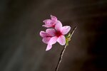 DSC_1286.jpg a