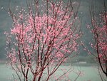 DSC_1287.jpg a