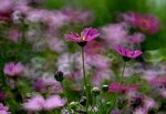 DSC_1688.jpg a