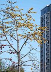 DSC01177.jpg a