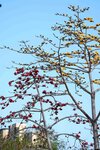 DSC01178.jpg a
