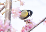 DSC07365 拷貝