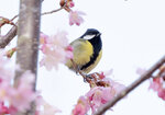 DSC07375 拷貝