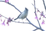DSC00101 拷貝