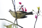 DSC08569 拷貝