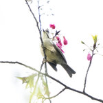DSC08570 拷貝