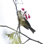 DSC08571 拷貝