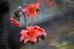 DSC_1802.jpg a