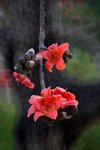 DSC_1803.jpg a