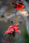 DSC_1806.jpg a
