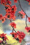 DSC_1811.jpg a