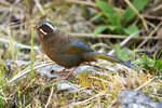 DSC00070 拷貝