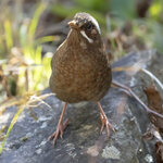 DSC00081 拷貝.jpg a