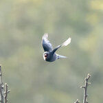 DSC00183 拷貝.jpg a