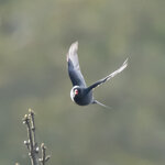 DSC00184 拷貝.jpg a