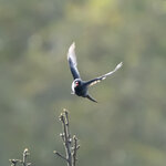 DSC00185 拷貝.jpg a