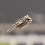 DSC02083 拷貝