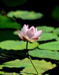 DSC_2542.jpg a