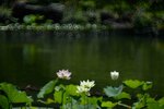 DSC_2569.jpg a