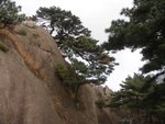 送 客 松