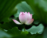 _DSC7735 b