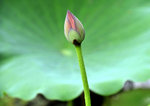 _DSC8135 a