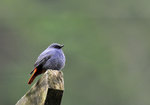 _DSC6441 b