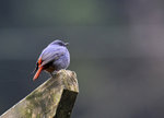 _DSC6447 b