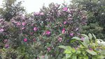 IMAG0011 山稔花