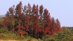 烏蛟騰紅葉