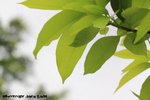 LM01003
