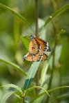 IMG_5386