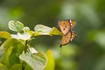 IMG_5514