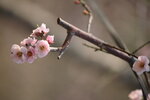 IMG_6380