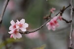 IMG_6598