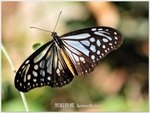 黑絹斑蝶