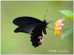 藍鳳蝶  Papilio protenor
