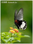 美鳳蝶  Papilio memnon
