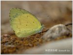 無標黃粉蝶  Eurema brigitta