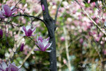 IMG_3731