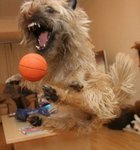 animals-funny-goofy-interesting-20