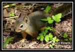 baby squirrel