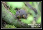 baby squirrel