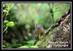 baby squirrel